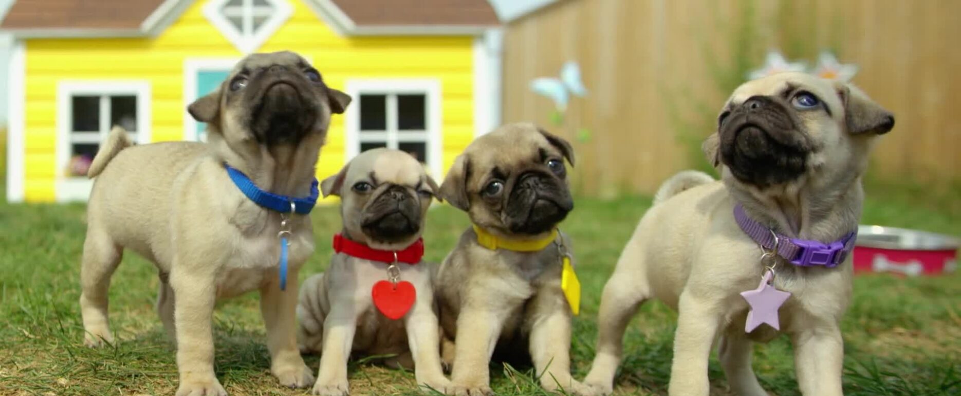 Cutie pugs